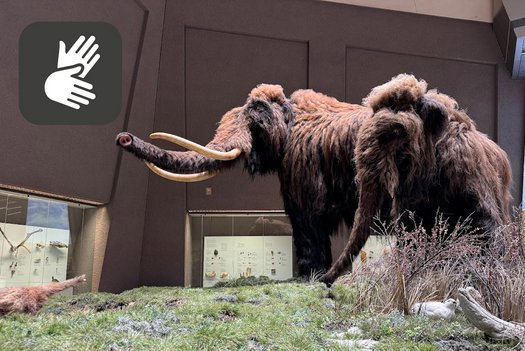 Zwei Mammutmodelle im Lebensraum mit Icon für Deutsche Gebärdensprache