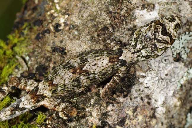 Ein Gecko mit grau-braun-grüner Musterung läuft über einen Baumstamm mit gleichfarbiger Rinde und ist durch seine Tarnfarbe nur schwer zu erkennen.