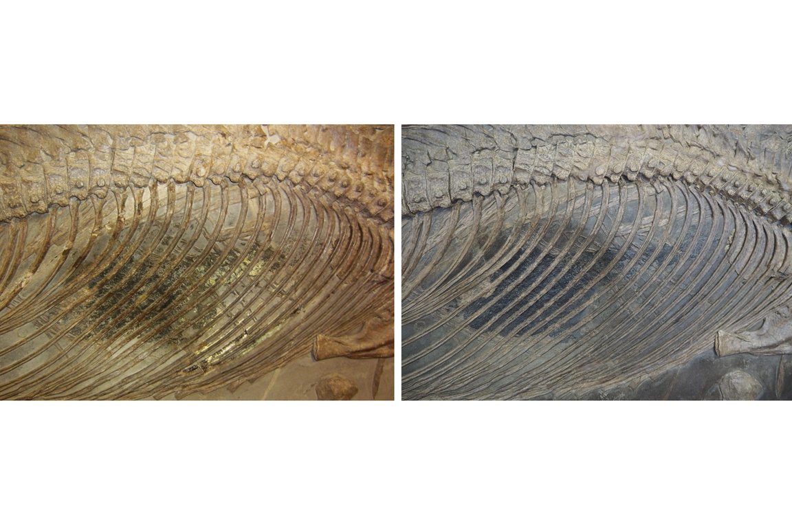 Rumpf von Stenopterygius uniter Fossil vor (links) und nach (rechts) der Restaurierung