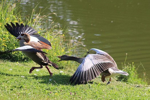 Eine Graugans verjagt eine Nilgans.