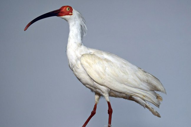 Präparat eines Nippon-Ibis.