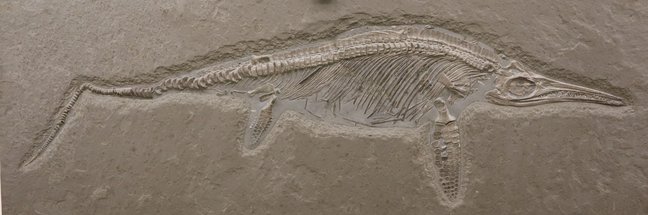 Fossil eines Fischsauriers