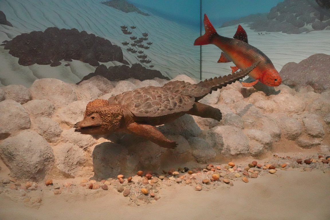 Modell Meeressaurier Cyamodus im nachgebauten Lebensraum Muschelkalk