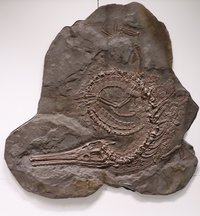 Fossil eines urzeitlichen Krokodilverwandten