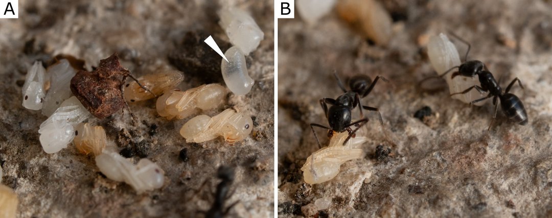 Puppen und Larven von Tapinoma magnum, im rechten Bild zusätzlich Arbeiterinnen, die die Puppen abtransportieren
