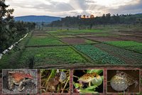 Fotocollage aus Anbaufläche und vier Amphibienarten