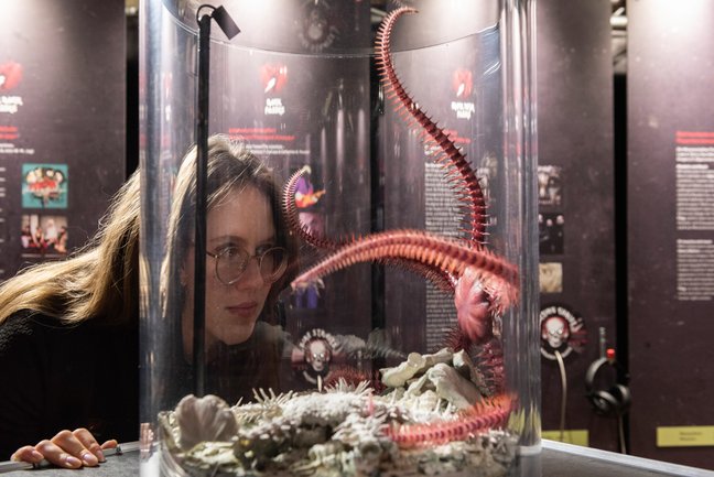 Besucherin schaut sich das Modell des Schlangensterns Brezinacantha tolis an