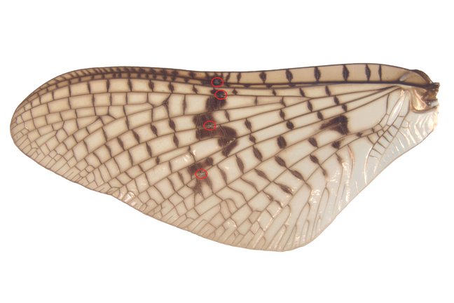 Close-up of a mayfly wing. Bullae are marked by red circles.