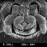 Rasterelektronenmikroskop-Aufnahme der Kopfunterseite eines Käfers