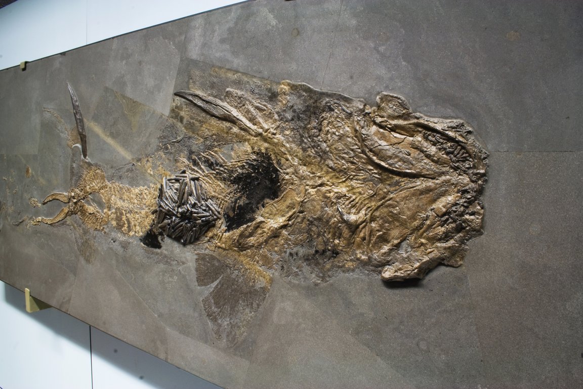 Fossil Hai Hybodus Schwarzer Jura