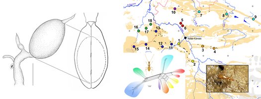 Kollage Verbreitung und Verwandschaft eines Höhlenkäfers mit Foto und Detailzeichnung eines Merkmals