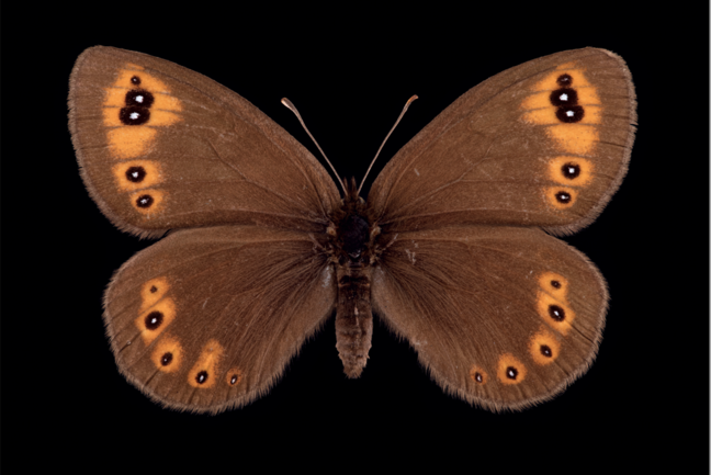 Abbildung Schmetterling aus wissenschaftlicher Sammlung.