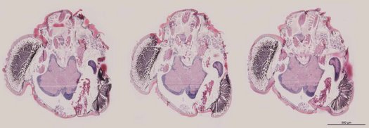 Histologische Schnitte