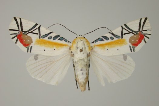 Ein weißer Nachtfalter-Schmetterling mit bunter Flügelzeichnung