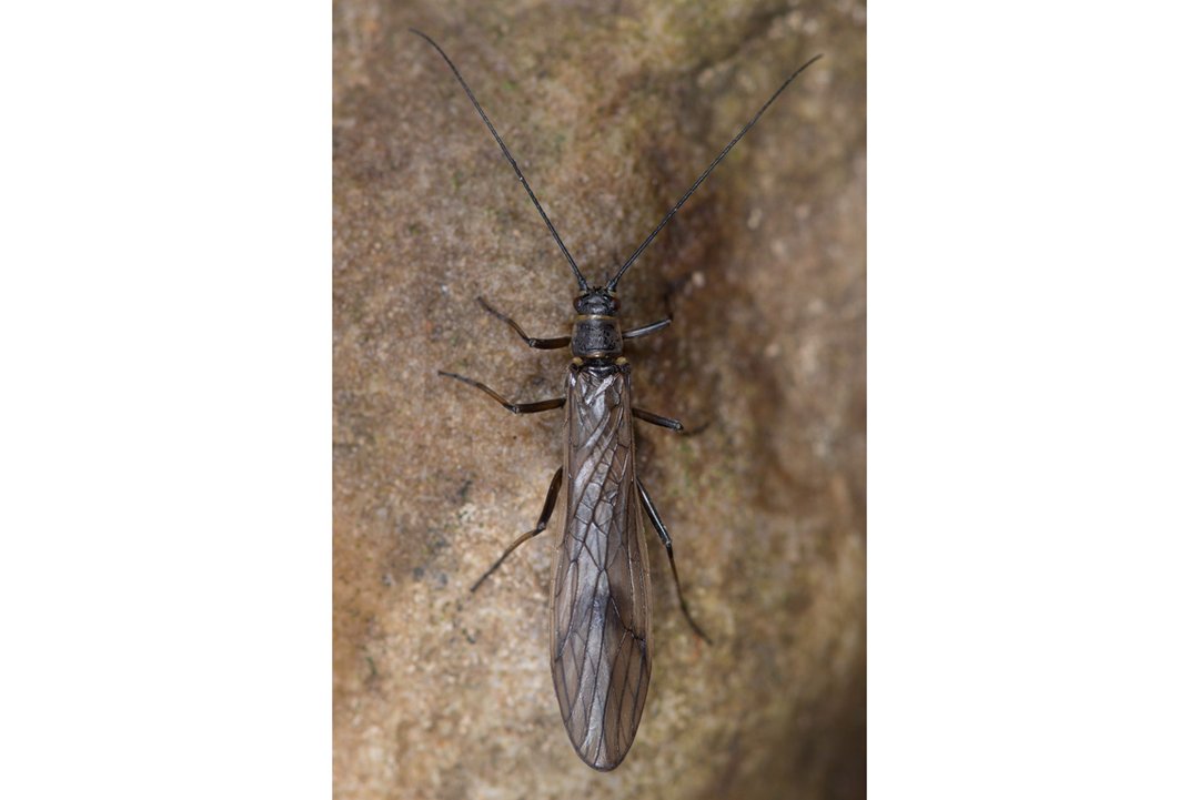 Steinfliege Rhabdiopteryx acuminata