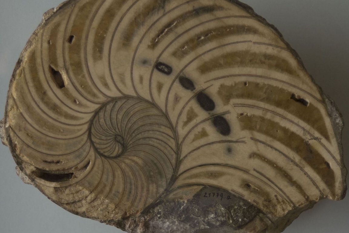 angeschnittenes Gehäuse Nautilus Braunjura