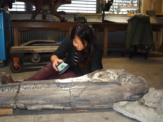 Wissenschaftlerin sitzt auf dem Boden und leuchtet mit einer Taschenlampe auf den Kopf eines Fischsaurier-Fossils
