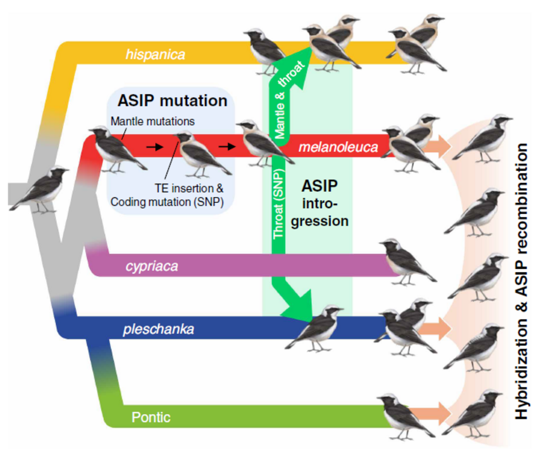 Grafische Darstellung eines Vogelstammbaums mit ausgwählten Arten, ihren Merkmalen und möglichen Kreuzungen