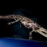 Präparat eines Fossils der Ur-Amphibie Mastodonsaurus