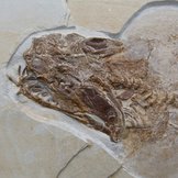 Gesteinsplatte mit Fossil des Urzeitlichen Fischs Sphenodus