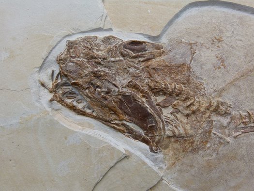 Gesteinsplatte mit Fossil des Urzeitlichen Fischs Sphenodus