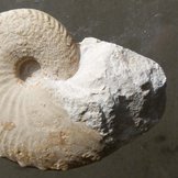 Fossil eines Nautilus