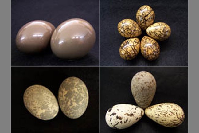 Eier von vier verschiedenen Vogelarten