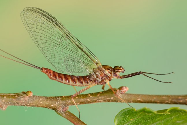 Bild 5 Weibchen von Ecdyonurus venosus, Copyright SMNS, A. Stanizcek Weibchen von Ecdyonurus venosus