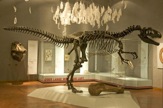 nachgebautes Skelett Allosaurus