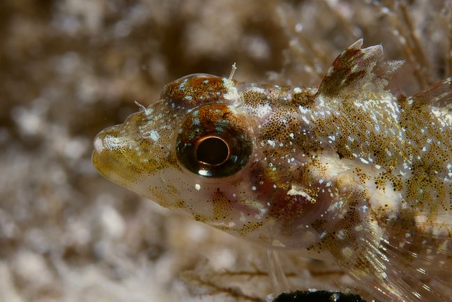 Nahaufname Dreiflossen-Schleimfisch