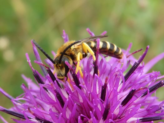 Gelbbindige Furchenbiene auf einer lila Blume