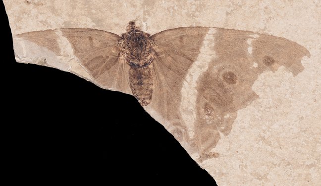 Fossil eines Schmetterlings