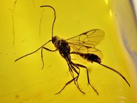 In Bernstein eingeschlossenes Insekt