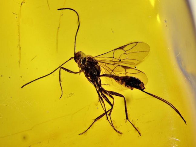 In Bernstein eingeschlossenes Insekt