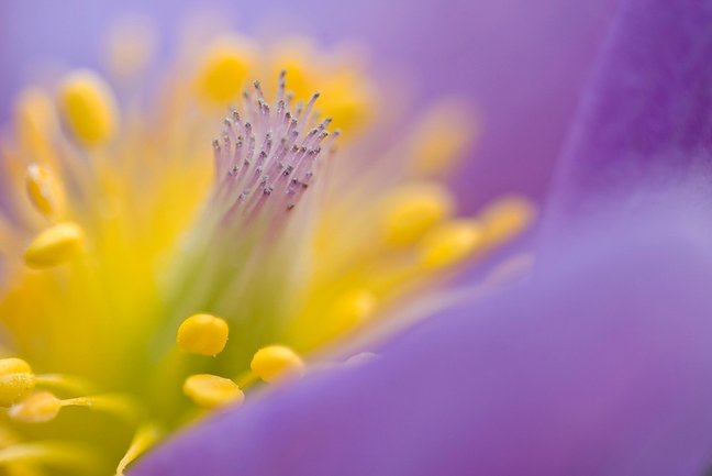 Detail einer Küchenschellenblüte
