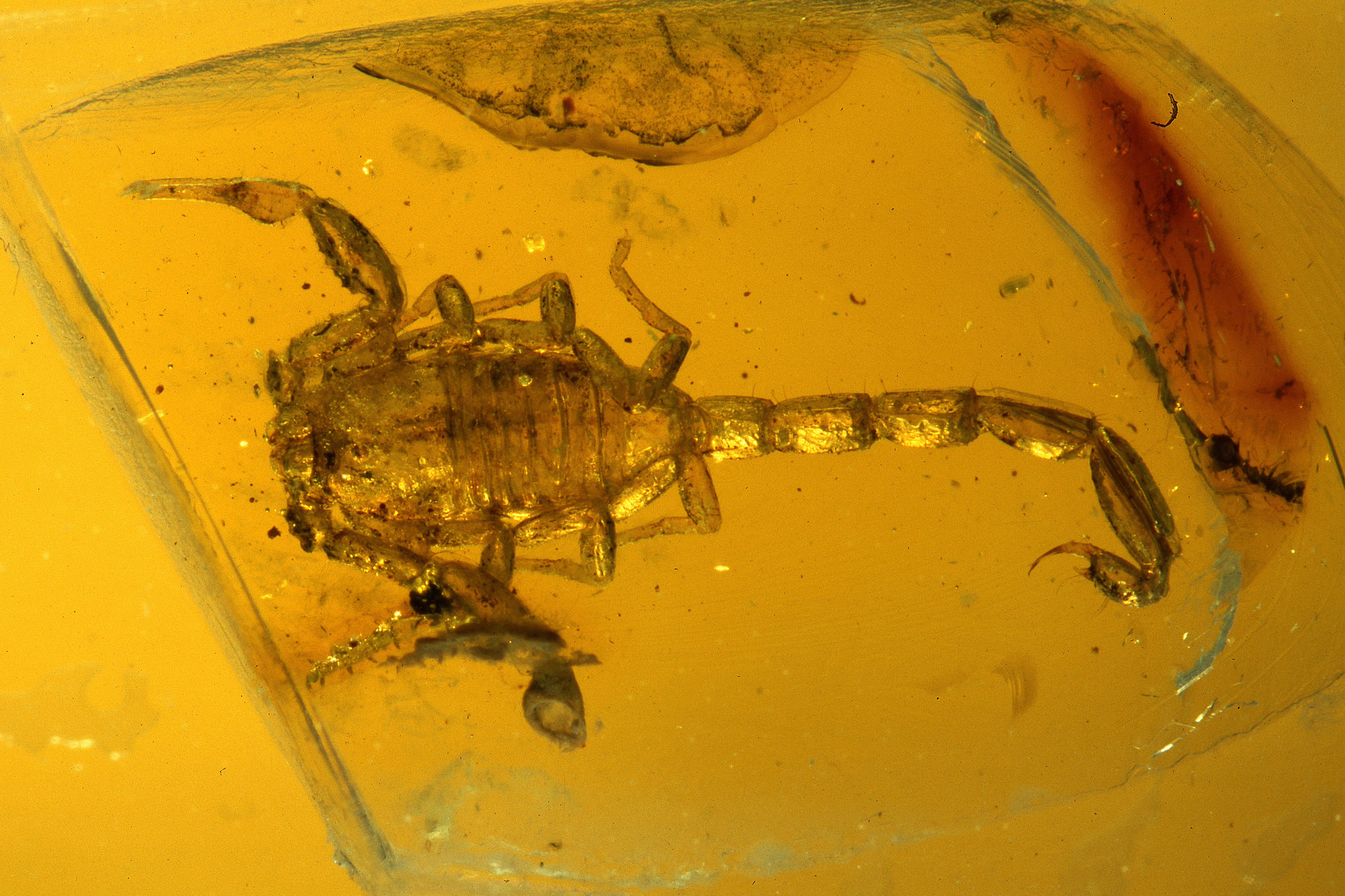 Skorpion in Bernstein
