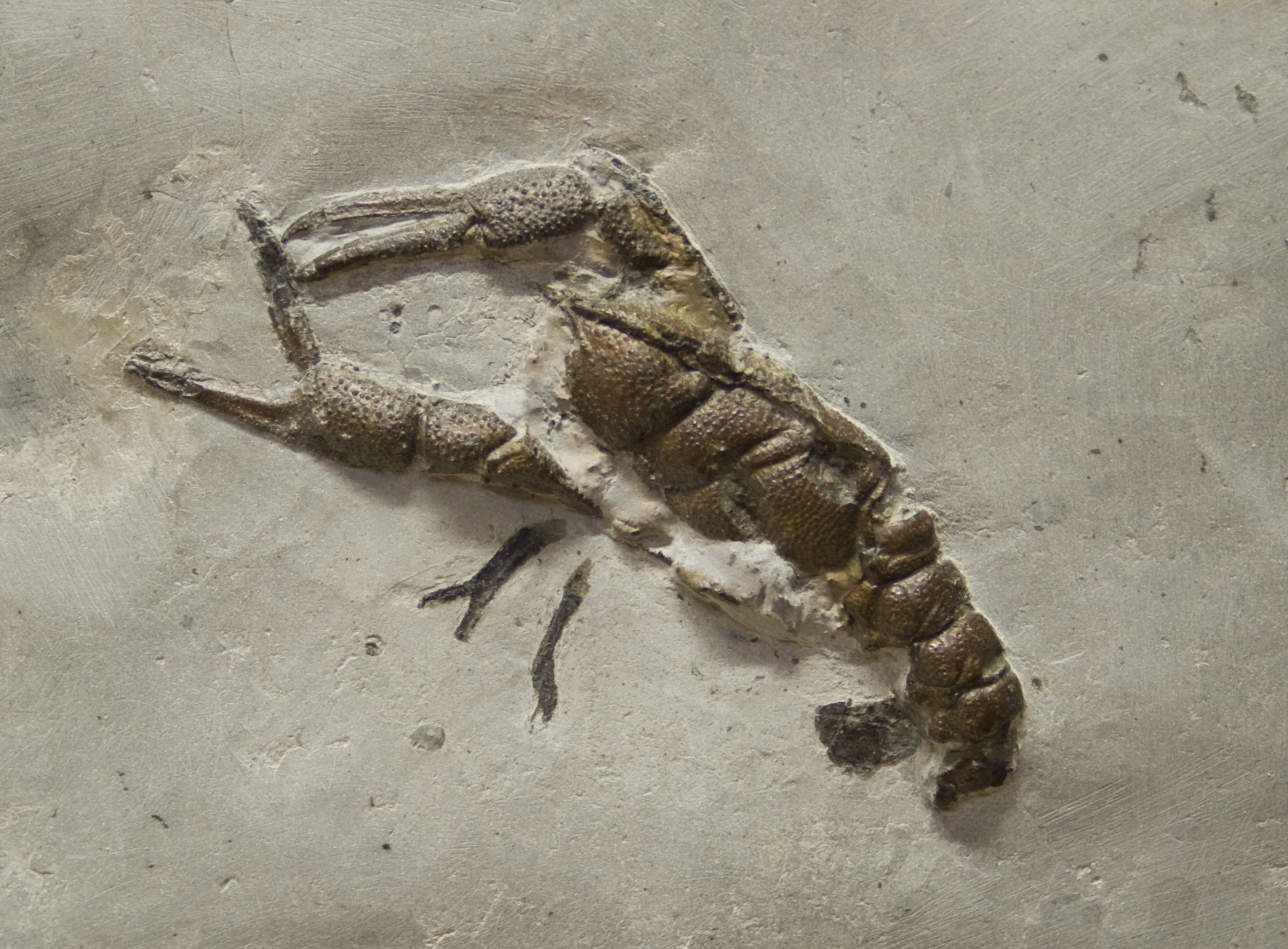 Fossiler Krebs Braunjura