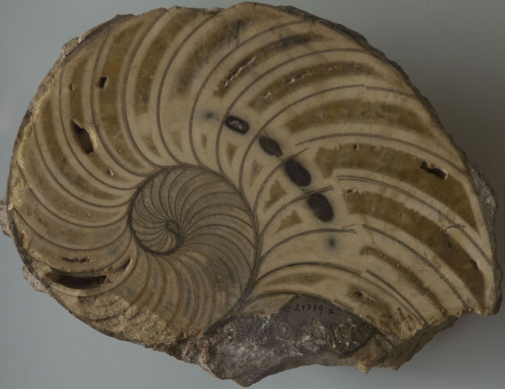 angeschnittenes Gehäuse Nautilus Braunjura