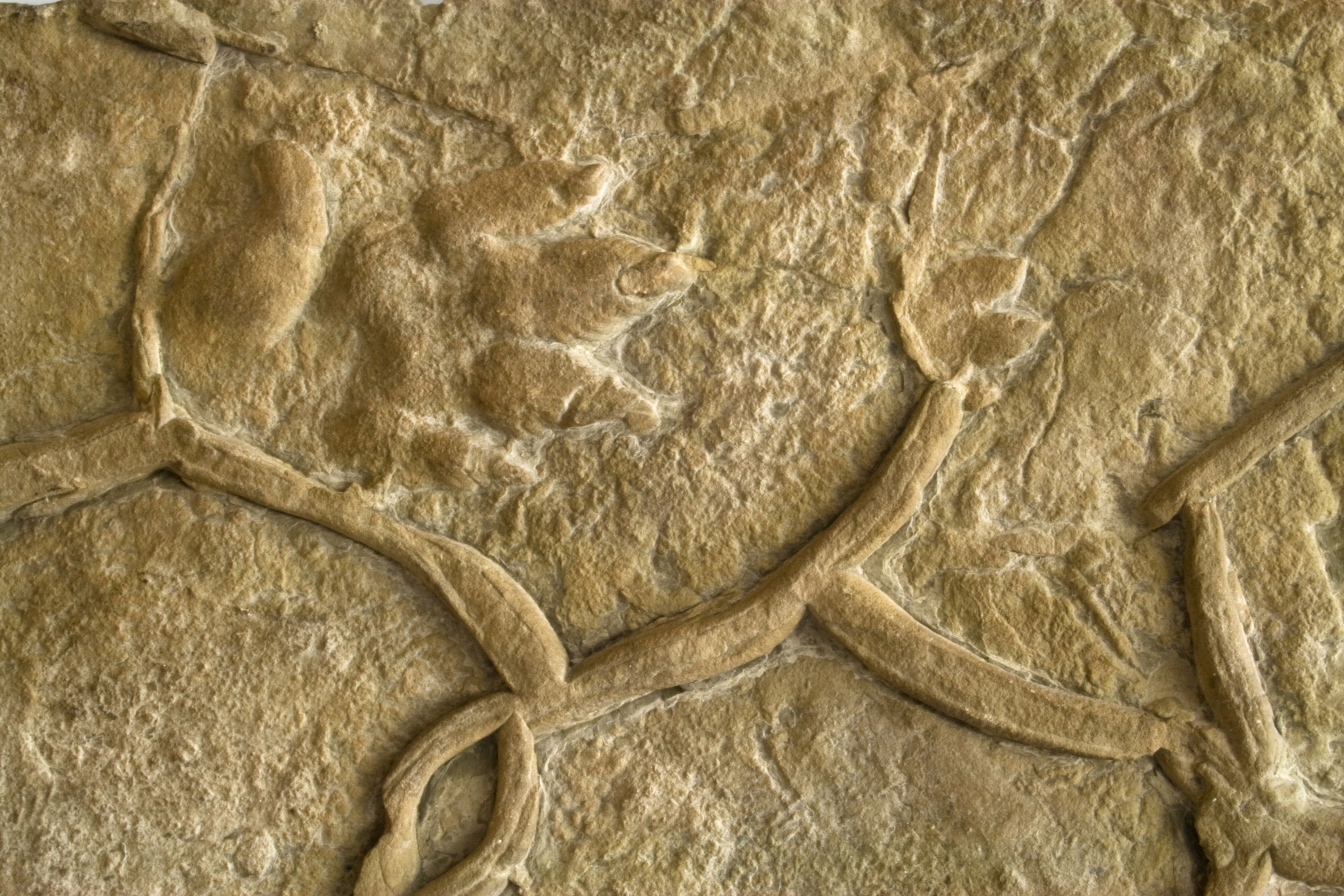 fossile Fußspur Buntsandstein