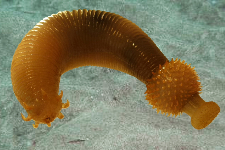 Modell Ottoia Erdaltertum