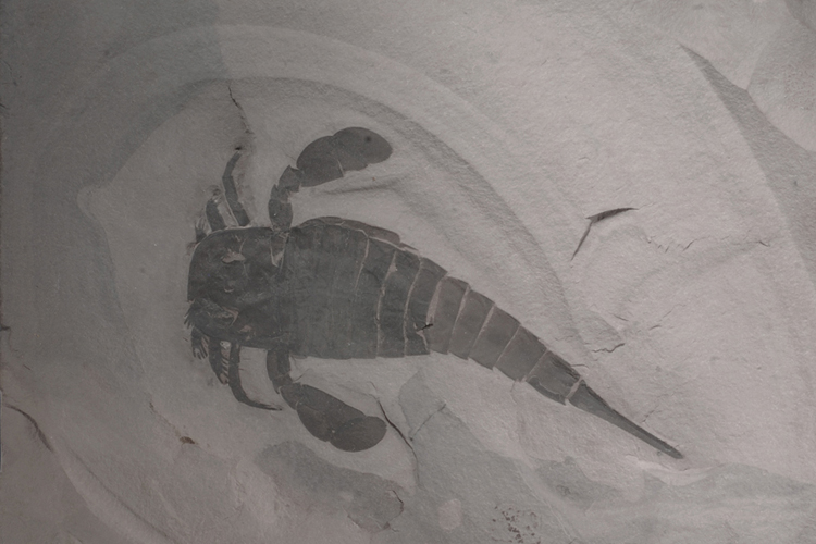 Fossil Eurypterus Erdaltertum