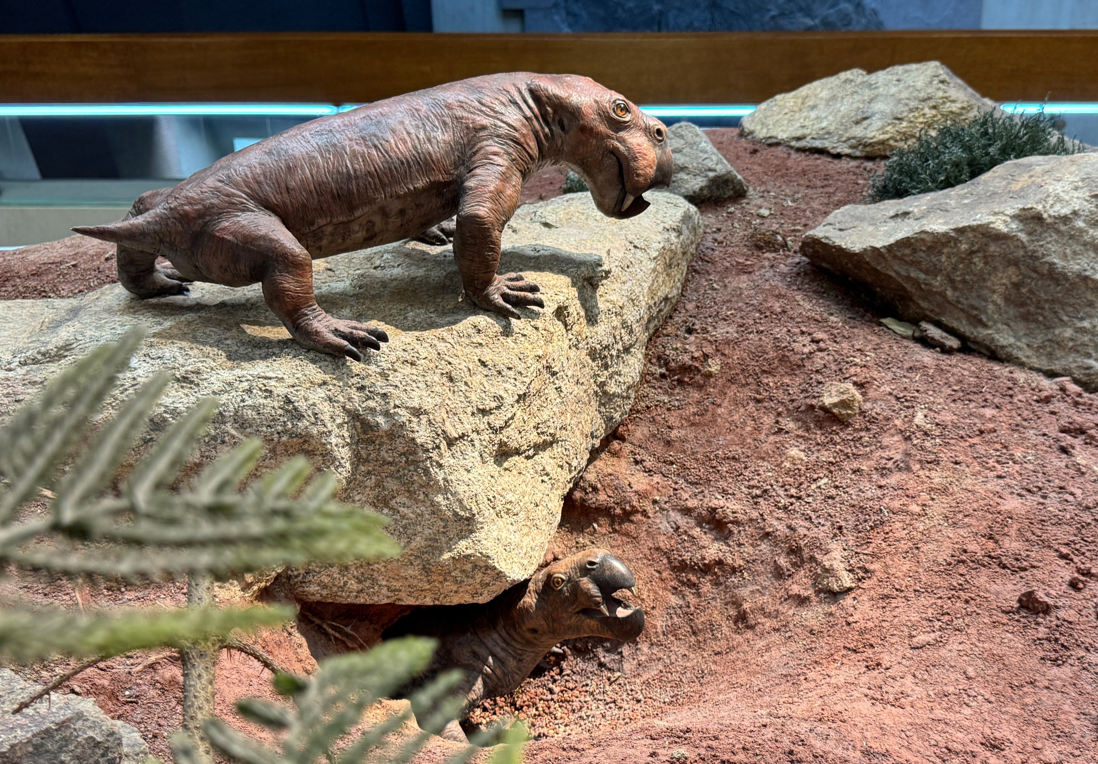 Modell Diictodon