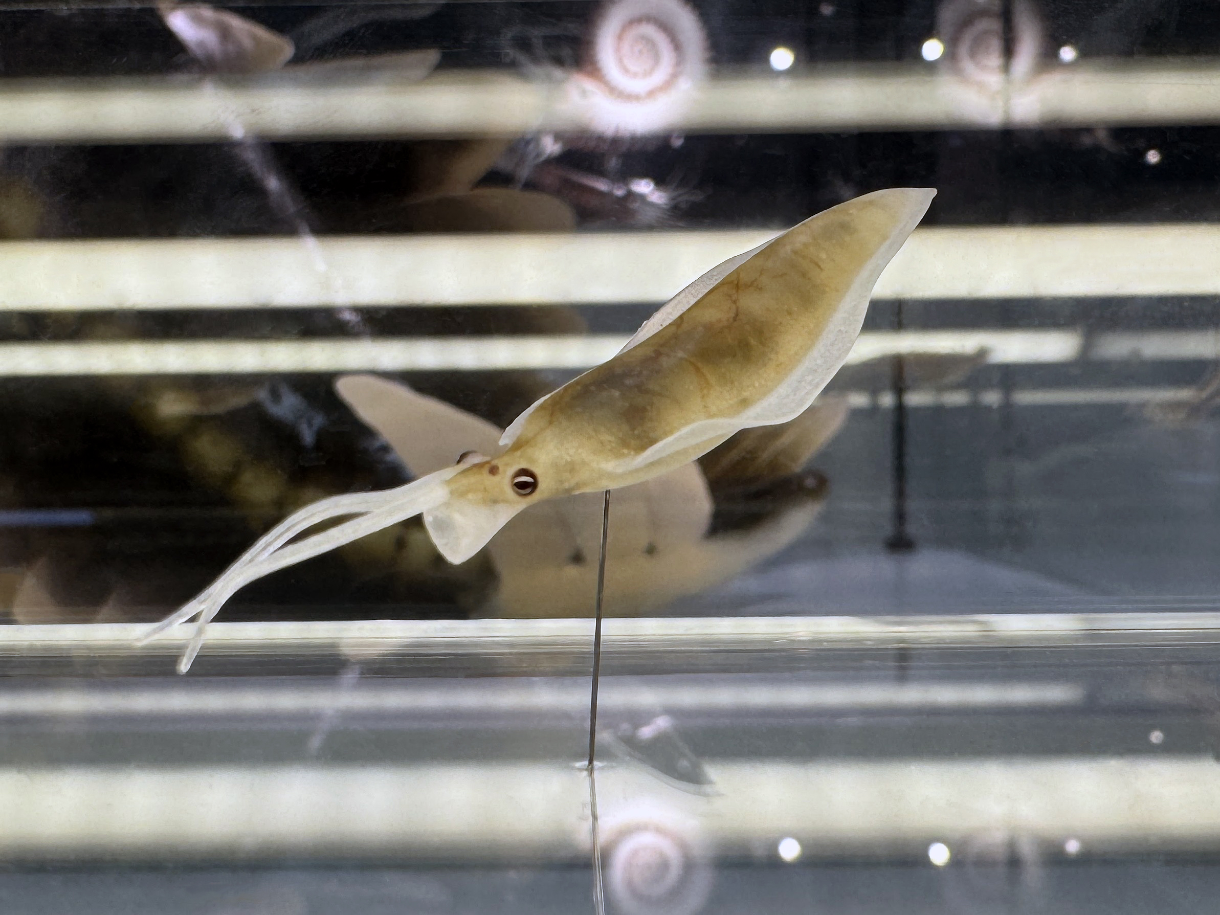 Modell Nectocaris
