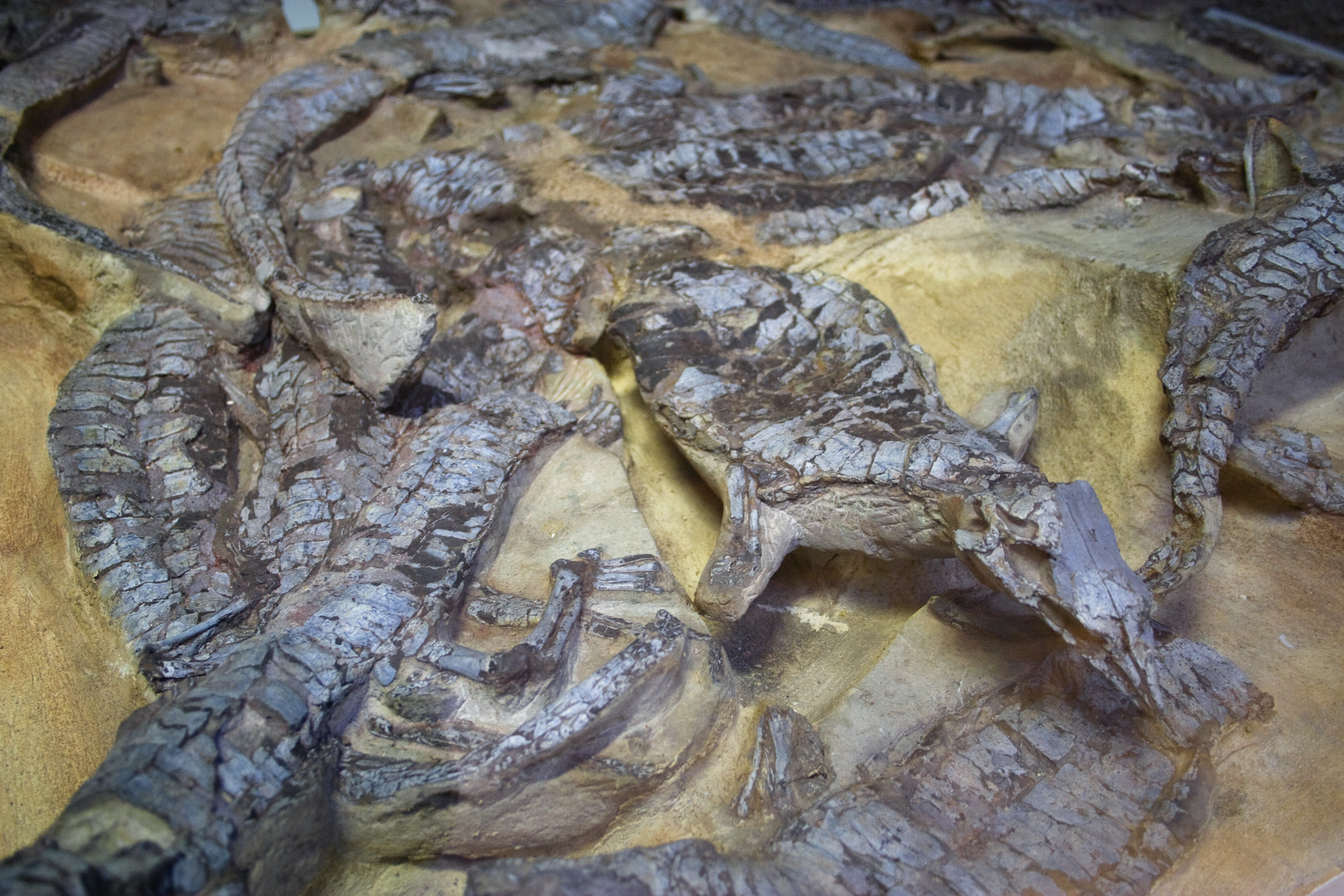 Fossilien Aetosaurier