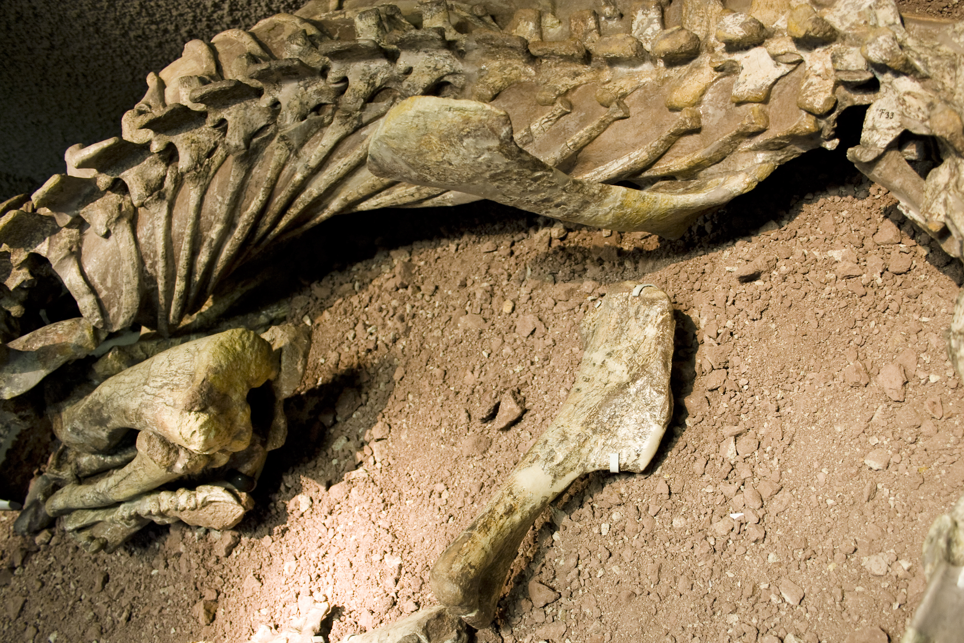 Fossil Dinosaurier Plateosaurus Mittelkeuper