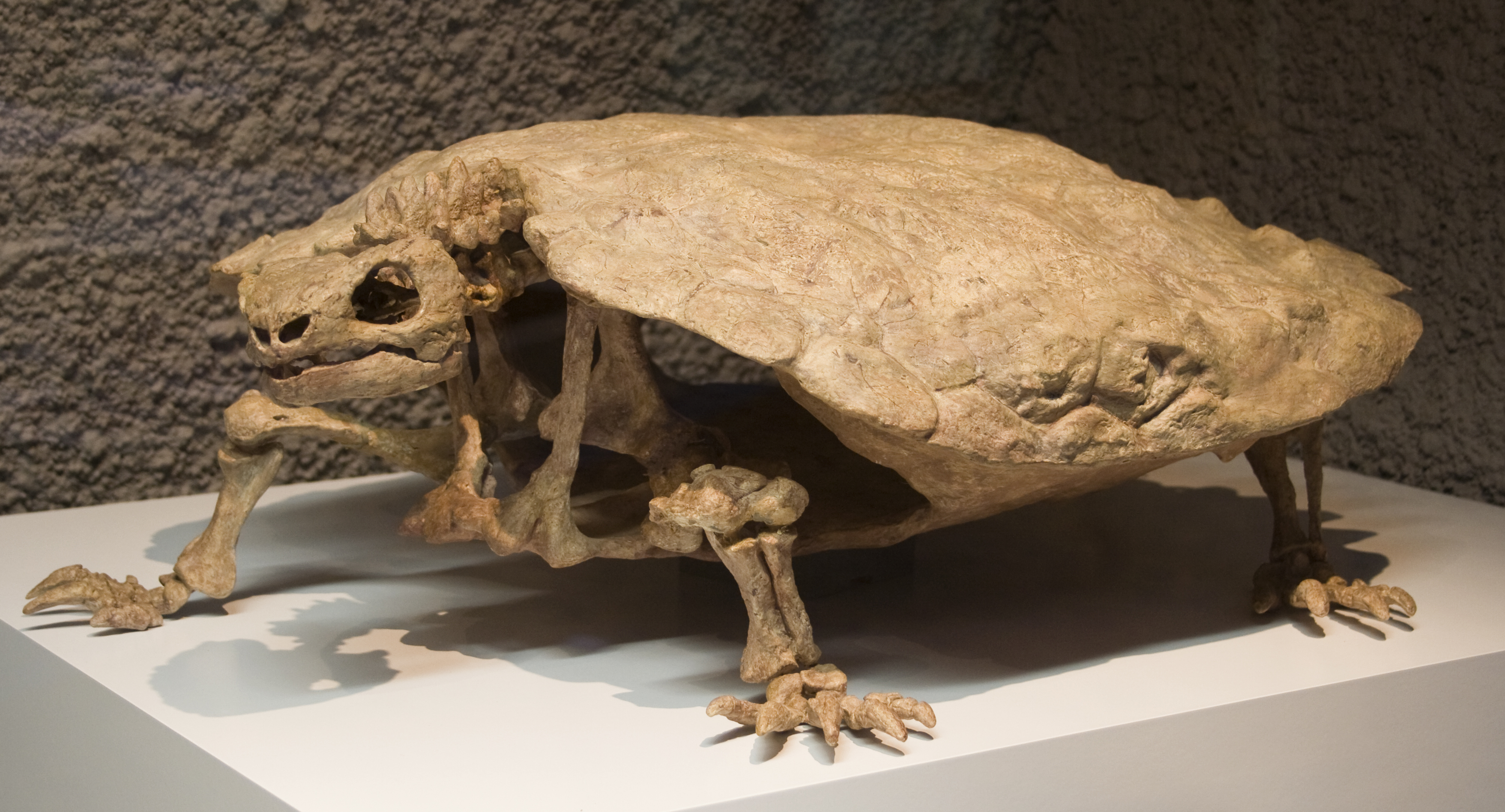 Fossil Schildkröte Proganochelys Mittelkeuper
