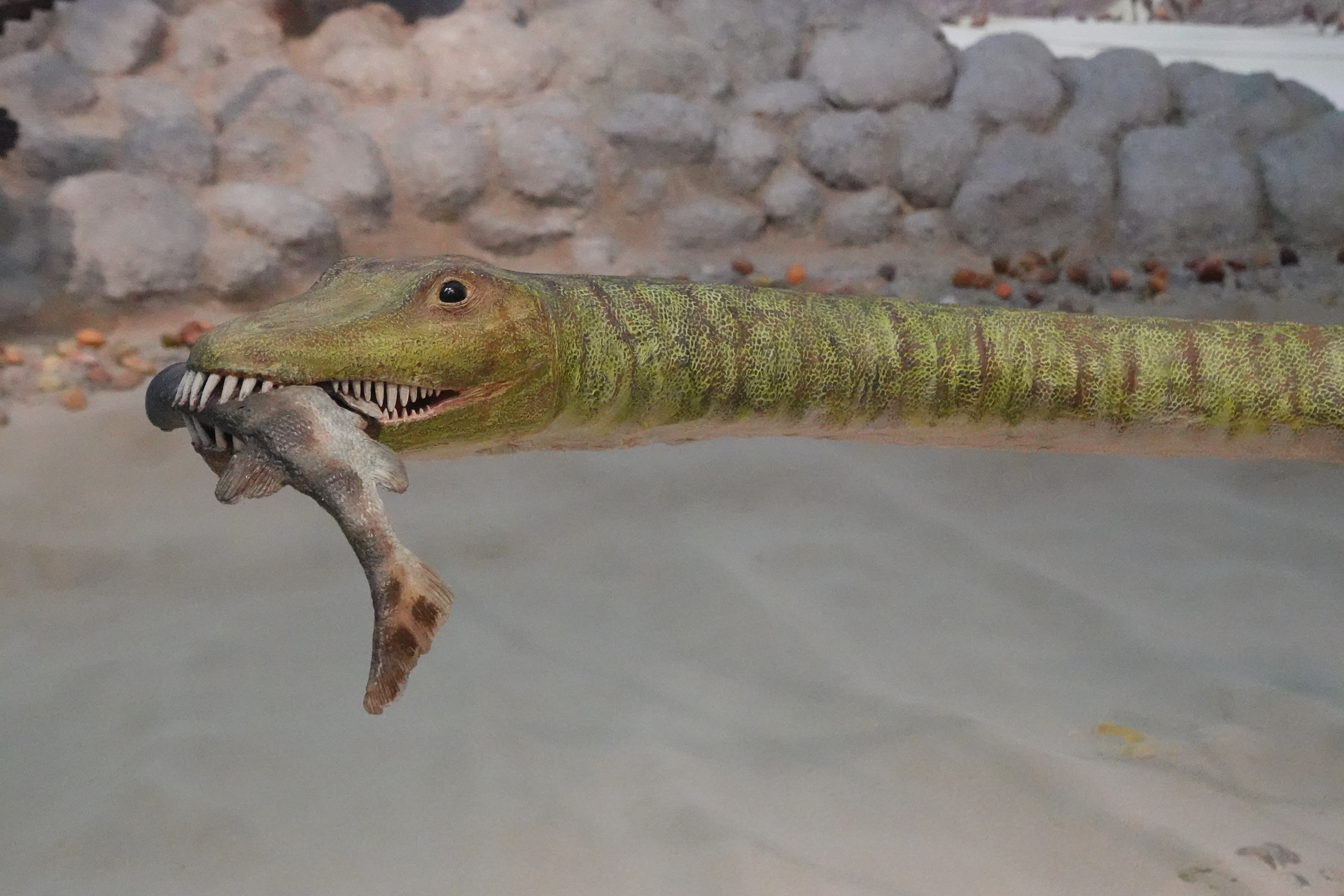 Kopf und Hals des Modells des Meeressauriers Tanystropheus