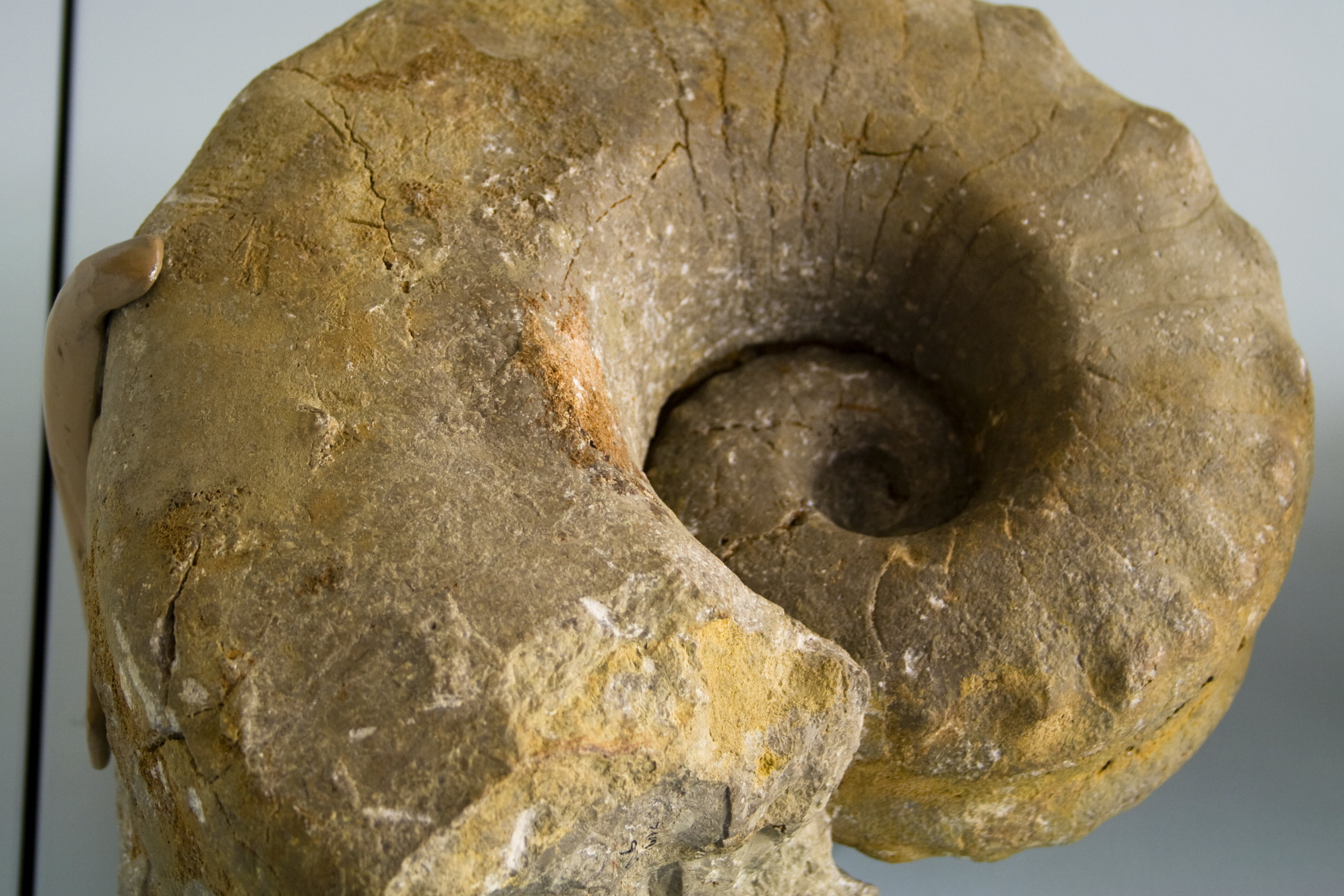 Fossil Germanonautilus Muschelkalk