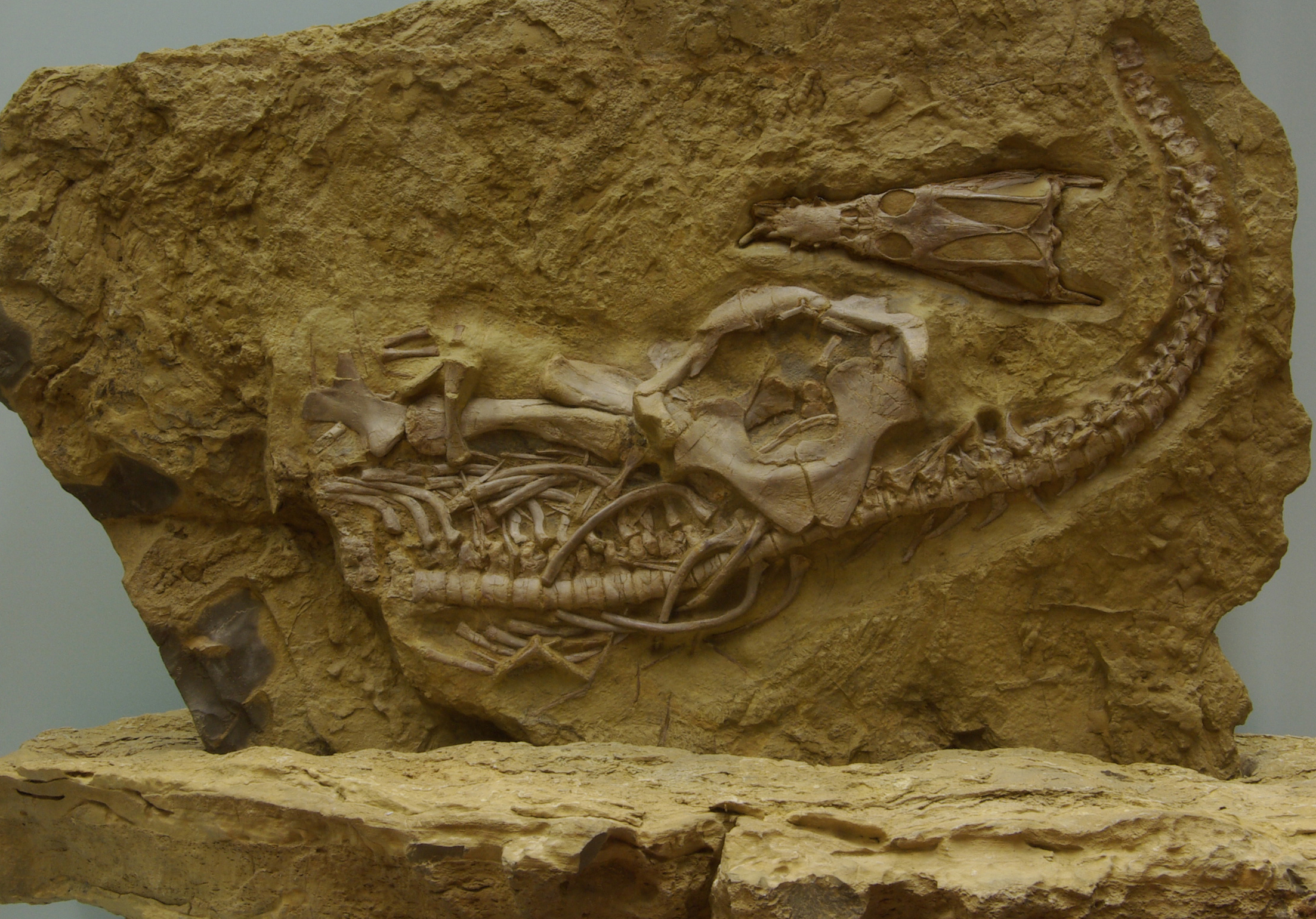 Fossil Nothosaurus Muschelkalk