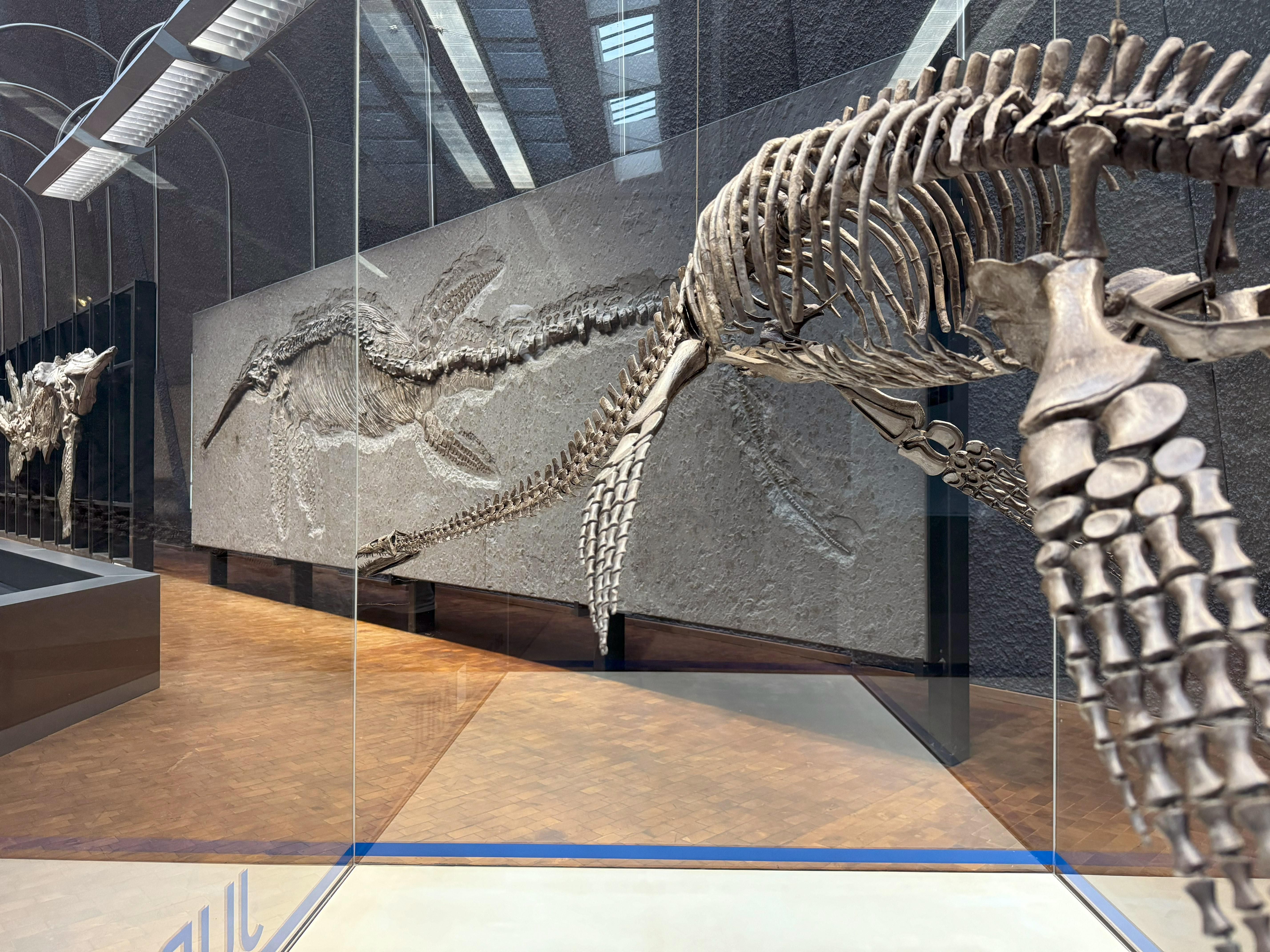 Plesiosaurier Fossil und weitere Fossilien im Hintergrund